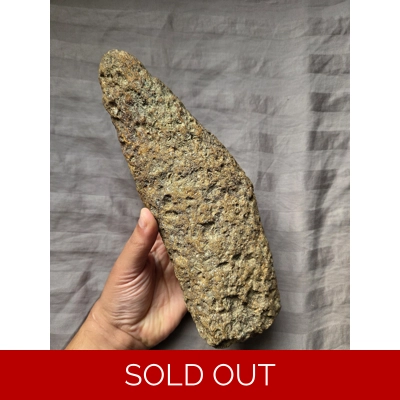 Rare Large Plesiosaur Sp Paddle Limb Bone Fossil From Uk Jurassic Isle Of Wight